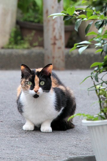 太田区のねこ