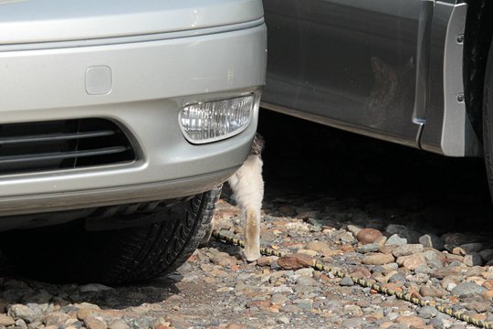 太田区のねこ