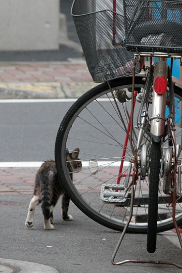 太田区のねこ