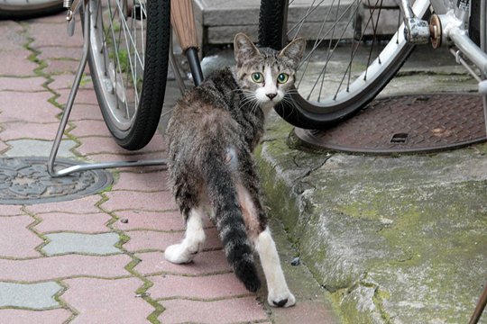 太田区のねこ