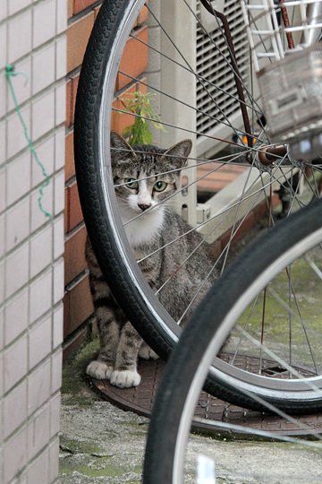 太田区のねこ