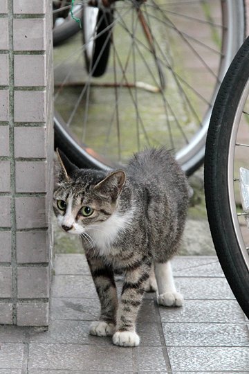 太田区のねこ