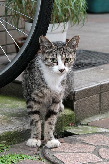 太田区のねこ