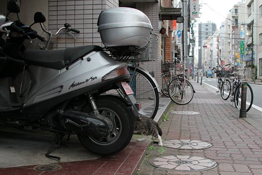 太田区のねこ