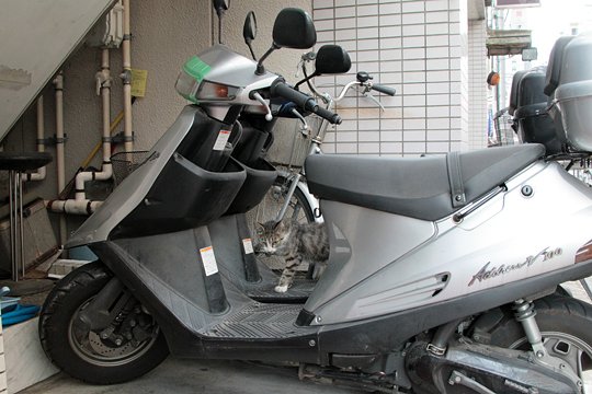 太田区のねこ