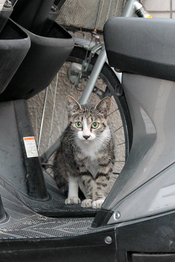太田区のねこ