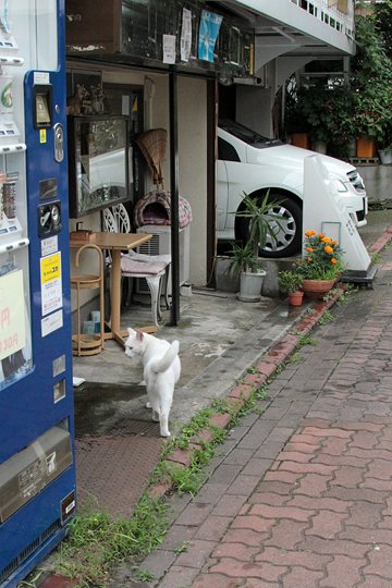 太田区のねこ