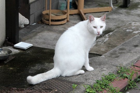 太田区のねこ