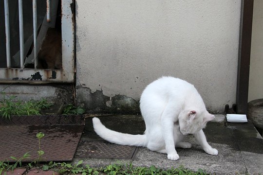太田区のねこ