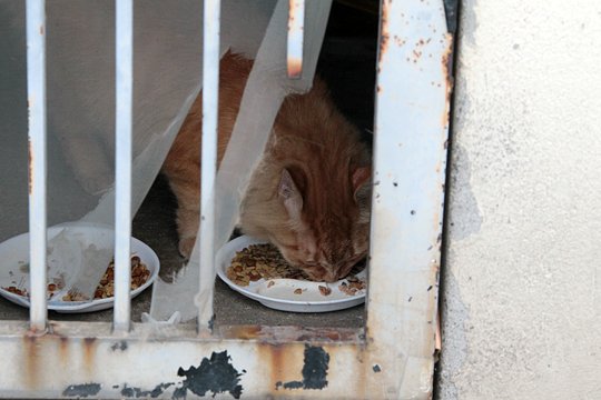 太田区のねこ