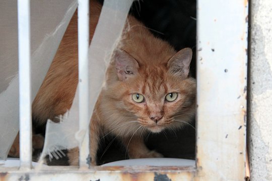 太田区のねこ