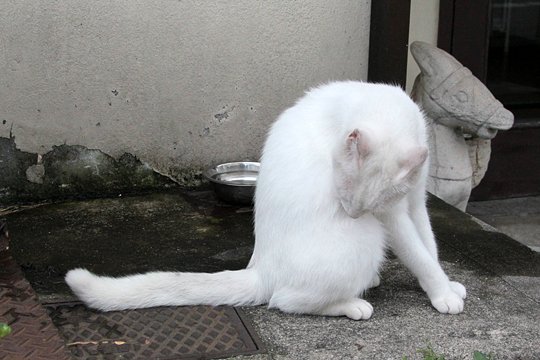 太田区のねこ