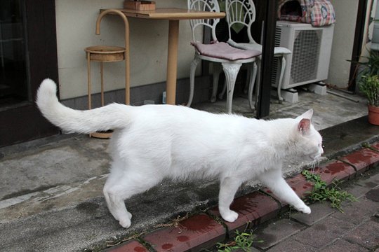 太田区のねこ
