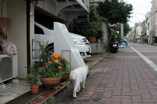 太田区のねこ