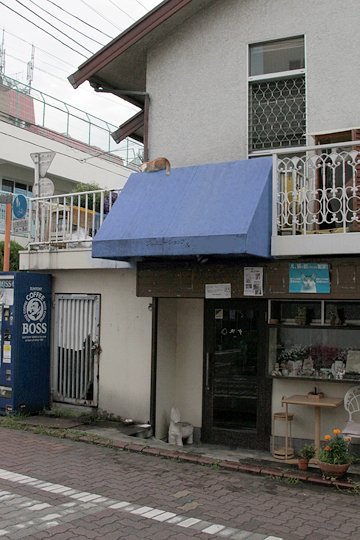 太田区のねこ