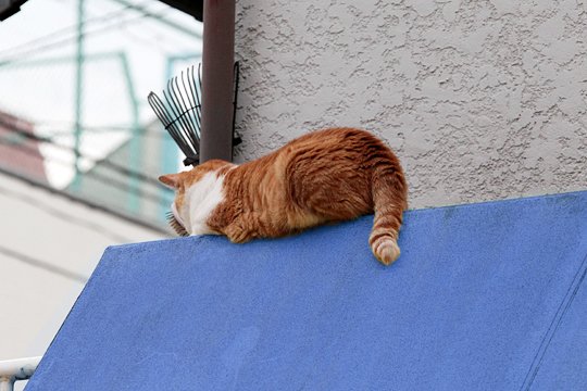 太田区のねこ