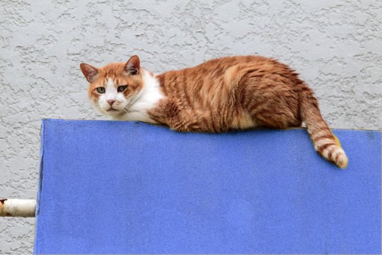 太田区のねこ