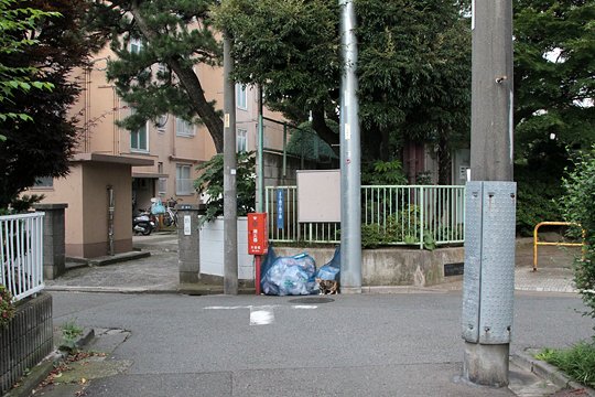太田区のねこ