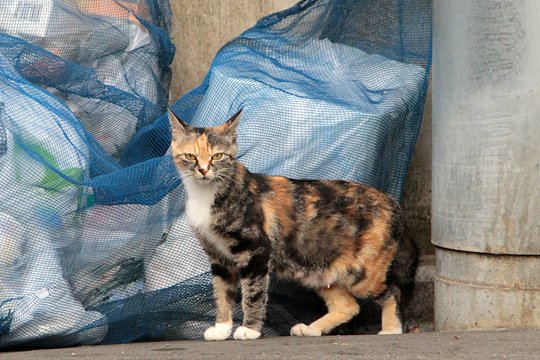 太田区のねこ