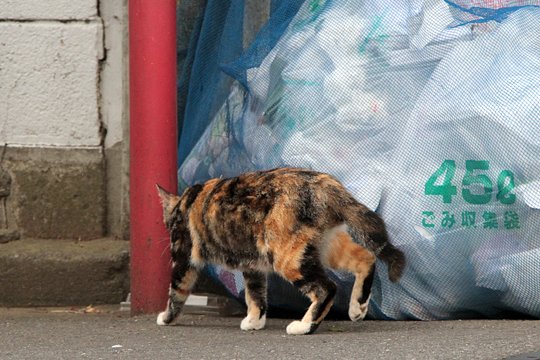 太田区のねこ