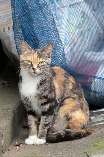 太田区のねこ
