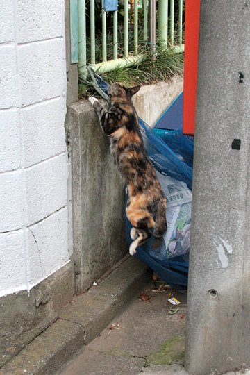 太田区のねこ