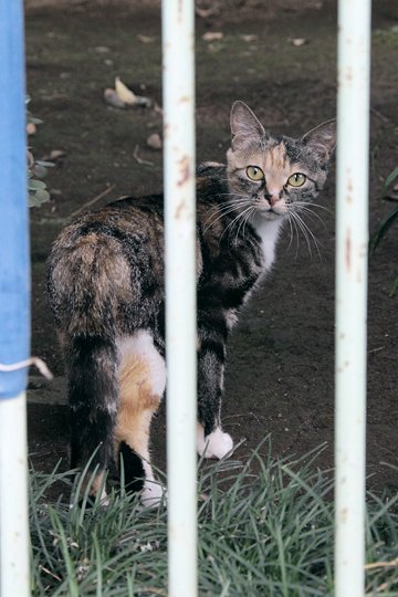 太田区のねこ