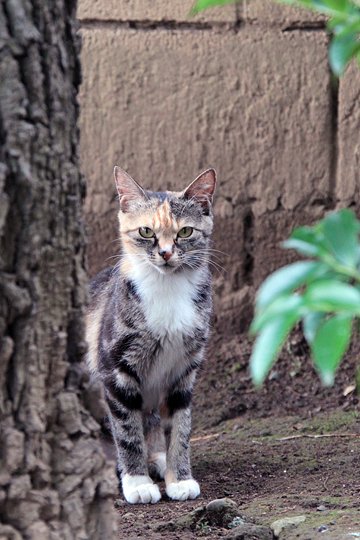 太田区のねこ