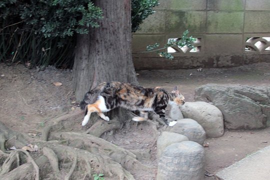 太田区のねこ