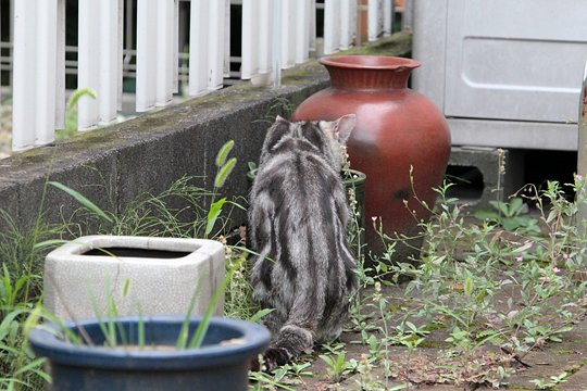 太田区のねこ