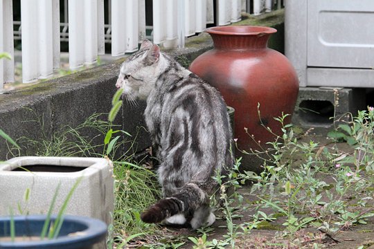 太田区のねこ