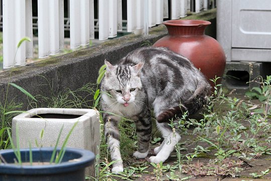 太田区のねこ