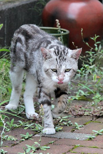 太田区のねこ