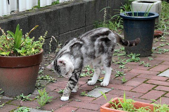 太田区のねこ
