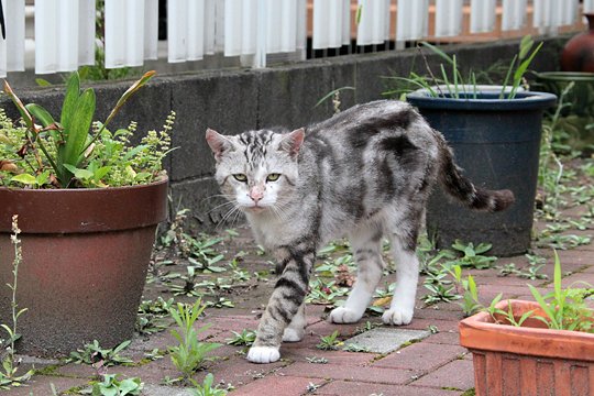 太田区のねこ
