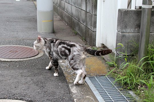 太田区のねこ