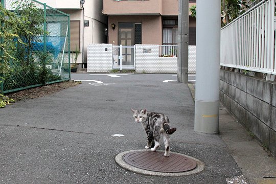 太田区のねこ