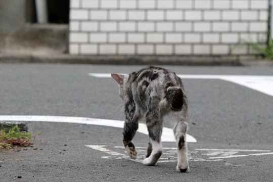 太田区のねこ