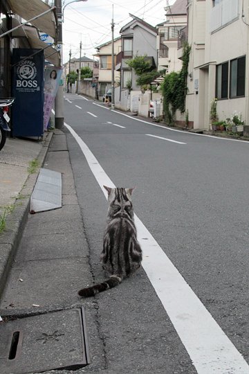 太田区のねこ
