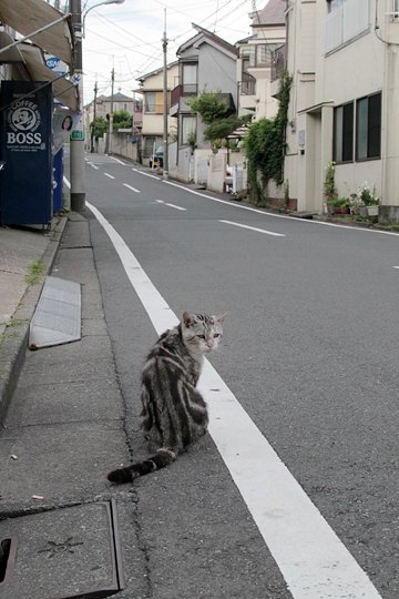 太田区のねこ