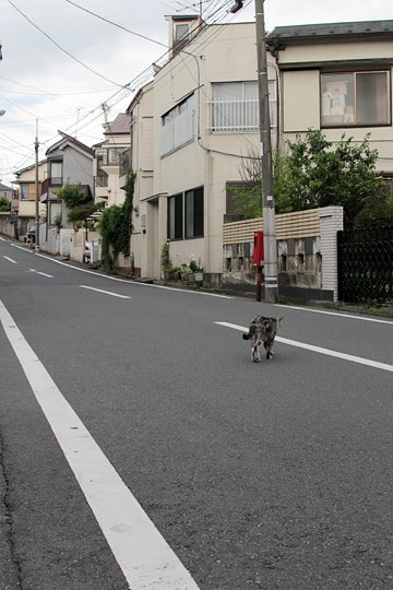 太田区のねこ