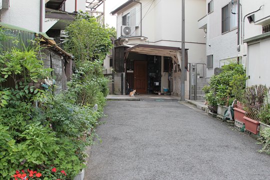 太田区のねこ