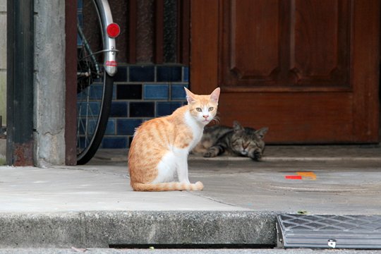 太田区のねこ