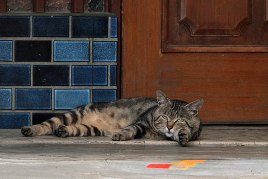 太田区のねこ