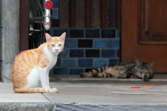太田区のねこ