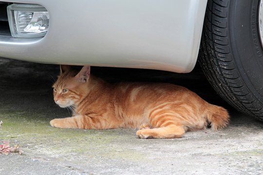 太田区のねこ