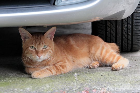 太田区のねこ