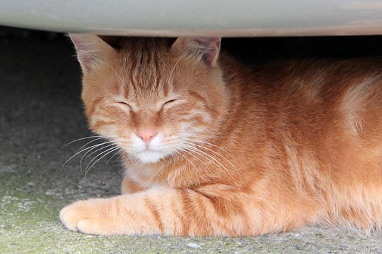 太田区のねこ