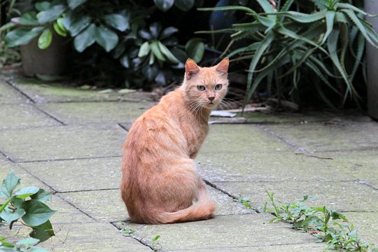 太田区のねこ