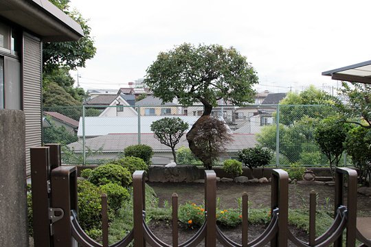 太田区のねこ